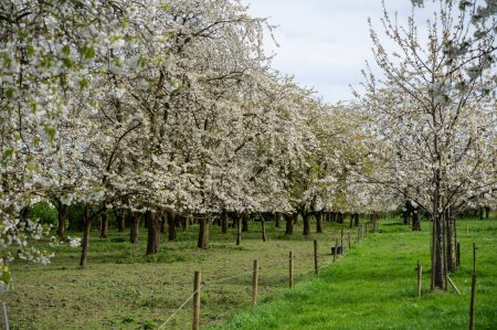 Foto de Flor primaveral de cerezos en huerto, región frutal Haspengouw en Betuwe, Países Bajos, paisaje natural - Imagen libre de derechos