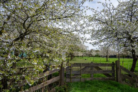 Spring blossom of cherry trees in orchard, fruit region Haspengouw in Betuwe, Netherlands, nature landscape