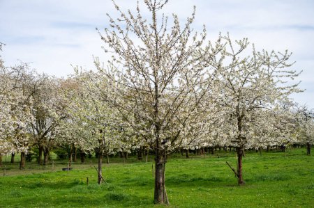 Spring blossom of cherry trees in orchard, fruit region Haspengouw in Betuwe, Netherlands, nature landscape