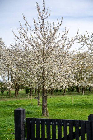 Photo for Spring blossom of cherry trees in orchard, fruit region Haspengouw in Betuwe, Netherlands, nature landscape - Royalty Free Image