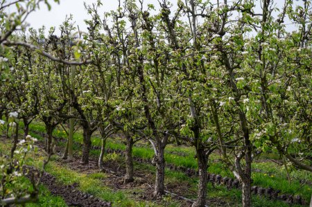 Agricultura ecológica en los Países Bajos, hileras de perales de conferencia de floración blanca en huertos frutales en Betuwe, Güeldres