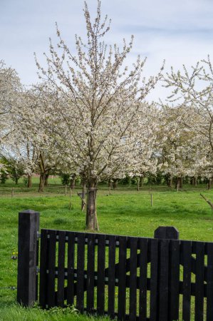 Flor primaveral de cerezos en huerto, región frutal Haspengouw en Betuwe, Países Bajos, paisaje natural