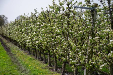 Biologischer Landbau in den Niederlanden, Reihen weiß blühender Konferenzbirnbäume auf Obstplantagen in Betuwe, Gelderland