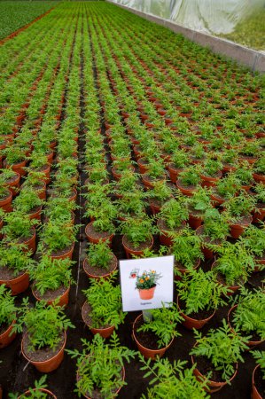 Young plants of tagetes marigolds in Dutch greenhouse, cultivation of eatable plants and flowers, decoration for exclusive dishes in premium gourmet restaurants