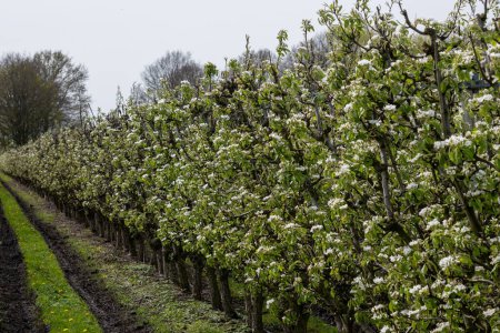 Biologischer Landbau in den Niederlanden, Reihen weiß blühender Konferenzbirnbäume auf Obstplantagen in Betuwe, Gelderland
