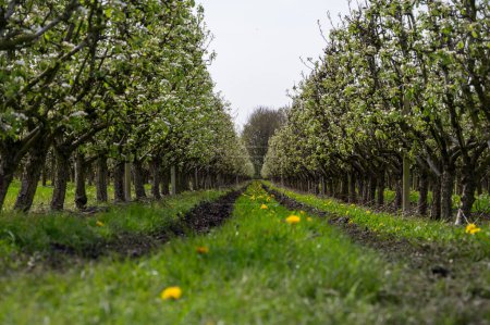 Organic farming in Netherlands, rows of white blossoming conference pear trees on fruit orchards in Betuwe, Gelderland