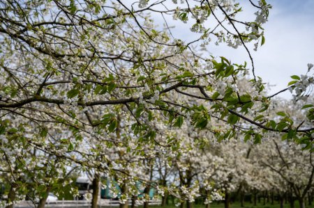 Flor primaveral de cerezos en huerto, región frutal Haspengouw en Betuwe, Países Bajos, paisaje natural