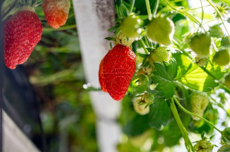 Invernadero de vidrio holandés, cultivo de fresas, hileras con plantas de fresas jóvenes