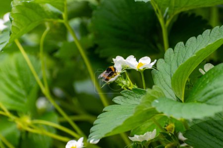 Polinización por abeja, invernadero de vidrio holandés, cultivo de fresas, hileras con plantas jóvenes de fresas