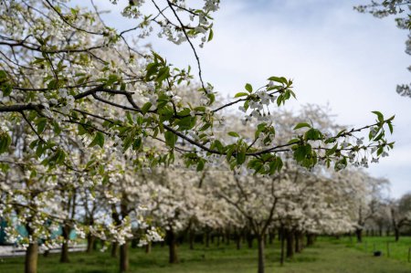 Photo for Spring blossom of cherry trees in orchard, fruit region Haspengouw in Betuwe, Netherlands, nature landscape - Royalty Free Image