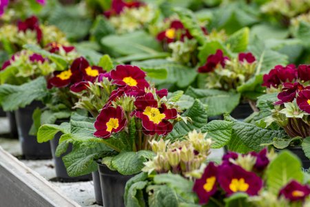 Young plants of primula flowers in Dutch greenhouse, cultivation of eatable plants and flowers, decoration for exclusive dishes in premium gourmet restaurants