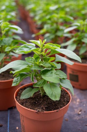 Young plants of aromatic Thai basil herb in Dutch greenhouse, cultivation of eatable plants and flowers, decoration for exclusive dishes in premium gourmet restaurants