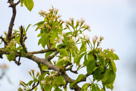 Biologischer Landbau in den Niederlanden, Reihen weiß blühender Birnbäume auf Obstplantagen in Zeeland