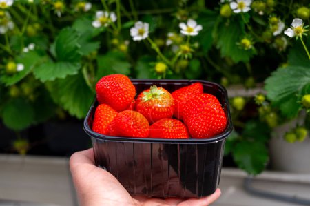 Invernadero de vidrio holandés, mano con nueva cosecha de fresas rojas maduras dulces en caja, cultivo de fresas, hileras con plantas de fresas jóvenes