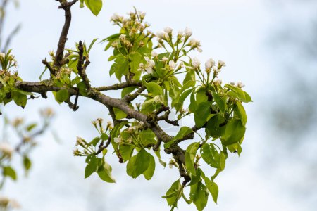 Biologischer Landbau in den Niederlanden, Reihen weiß blühender Birnbäume auf Obstplantagen in Zeeland
