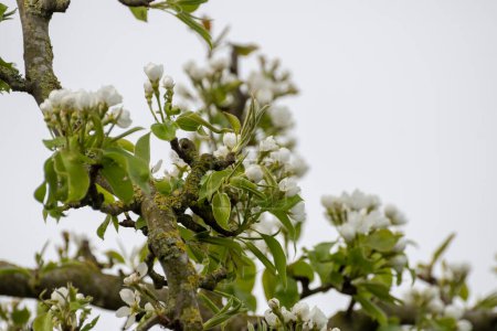 Agricultura ecológica en los Países Bajos, hileras de perales en flor blanca en huertos frutales en Zelanda
