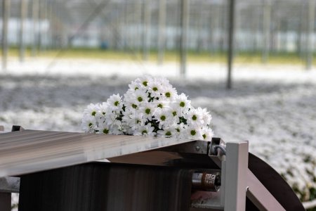 Weiße Chrysanthemen blühen in riesigen holländischen Gewächshäusern, frische Blumen für Geschäfte und Auktionen weltweit, Paketgürtel