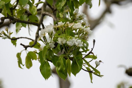 Agricultura ecológica en los Países Bajos, hileras de perales en flor blanca en huertos frutales en Zelanda