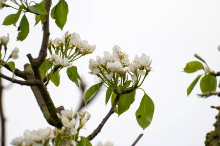 Agriculture biologique aux Pays-Bas, rangées de poiriers à fleurs blanches sur les vergers fruitiers en Zélande