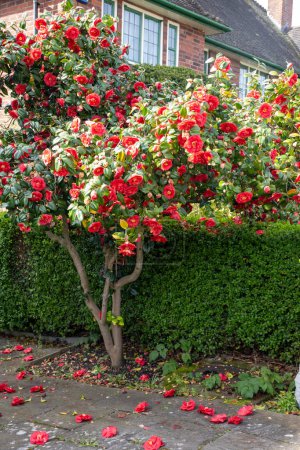Big red flowers of Camellia shrub or tree, flowering plant growing in British garden in London, Hampstead, close up