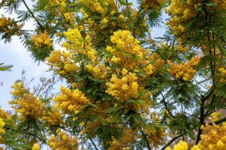 Foto de Flor primaveral de acacia dealbata, orujo plateado, orujo azul o mimosa, especie de planta con flores en la familia Fabaceae - Imagen libre de derechos