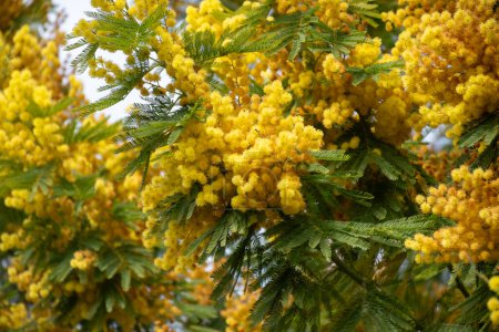 Spring blossom of acacia dealbata, silver wattle, blue wattle or mimosa, species of flowering plant in legume family Fabaceae