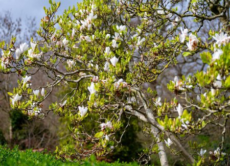 White blossom of Magnolia stellata ornamental tree in spring