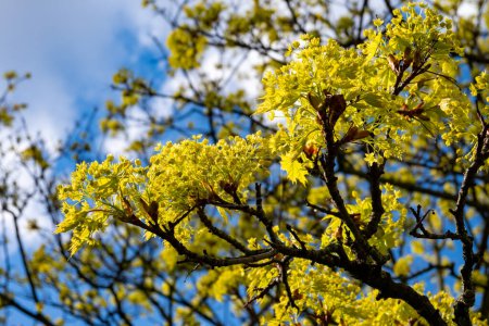 Acer platanoides, communément appelé érable de Norvège en fleur de printemps