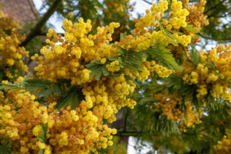 Frühjahrsblüte der Akazien dealbata, Silberwattle, Blauwattle oder Mimosen, Arten von blühenden Pflanzen aus der Familie der Hülsenfrüchte Fabaceae