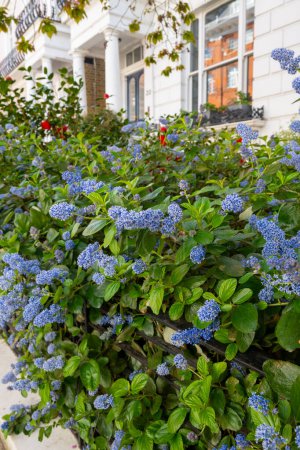 Blue flowers of eltleaf ceanothus, island ceanothus, or sland mountain lilac flowering tree in London's garden, UK in spring