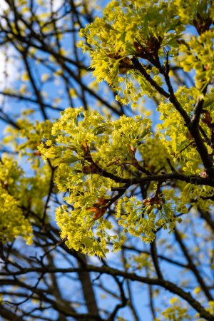 Acer platanoides, commonly known as Norway maple tree in spring blossom