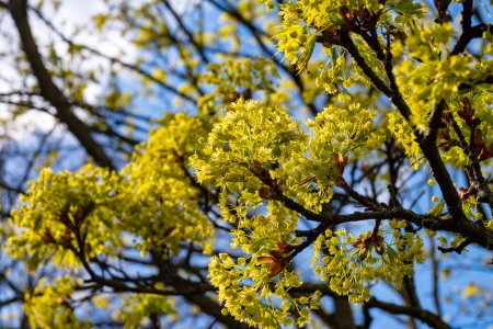 Acer platanoides, comúnmente conocido como árbol de arce de Noruega en flor de primavera