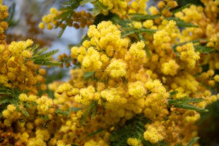 Frühjahrsblüte der Akazien dealbata, Silberwattle, Blauwattle oder Mimosen, Arten von blühenden Pflanzen aus der Familie der Hülsenfrüchte Fabaceae