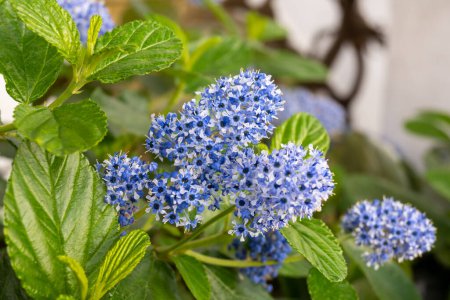 Fleurs bleues de ceanothus d'eltleaf, ceanothus d'île, ou arbre à fleurs de lilas de montagne de sland dans le jardin de Londres, R-U au printemps