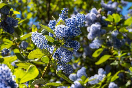 Photo for Blue flowers of eltleaf ceanothus, island ceanothus, or sland mountain lilac flowering tree in London's garden, UK in spring - Royalty Free Image
