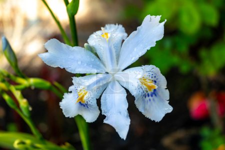 Blue white flowers of blossoming iris japonica wild plant in spring garden