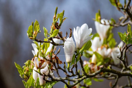 Photo for White blossom of Magnolia stellata ornamental tree in spring - Royalty Free Image