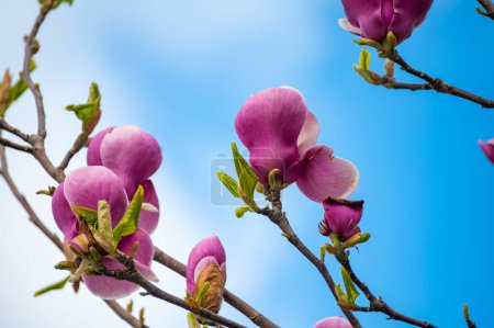 Blauer Himmel und rosa Blüte des Zierbaums Magnolia stellata im Frühling