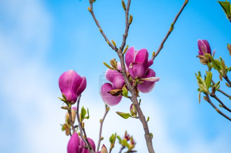 Blue sky and pink blossom of Magnolia stellata ornamental tree in spring