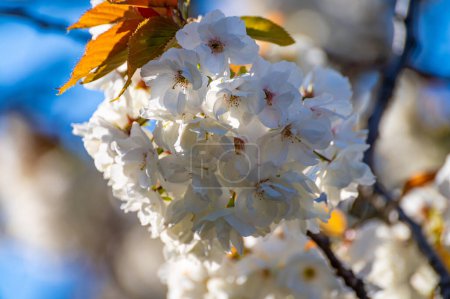 Foto de Flor primaveral de sakura cerezo blanco en huerto y cielo azul, paisaje de naturaleza floral, hojas verdes y flores blancas - Imagen libre de derechos