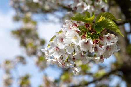 Flor de primavera de cerezo en huerto, paisaje de naturaleza floral, hojas verdes y flores blancas