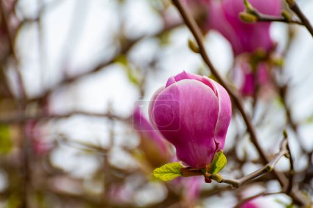 Cielo azul y flor rosa de Magnolia stellata árbol ornamental en primavera