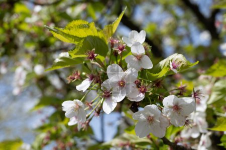 Spring blossom of cherry tree in orchard, floral  nature landscape, green leaves and white flowers