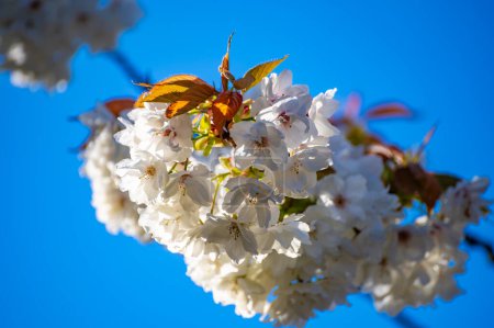 Spring blossom of sakura white cherry tree in orchard and blue sky, floral nature landscape, green leaves and white flowers