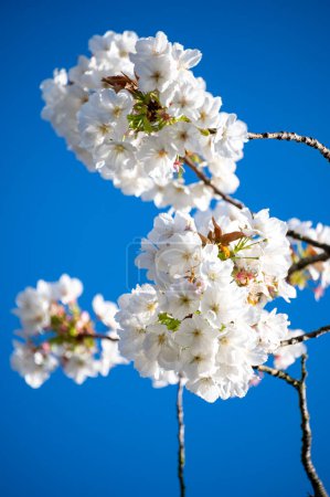 Frühlingsblüte des Sakura-Kirschbaums in Obstgarten und blauem Himmel, florale Naturlandschaft, grüne Blätter und weiße Blumen