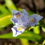 Blue white flowers of blossoming iris japonica wild plant in spring garden