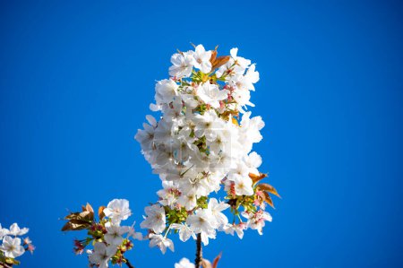 Frühlingsblüte des Sakura-Kirschbaums in Obstgarten und blauem Himmel, florale Naturlandschaft, grüne Blätter und weiße Blumen