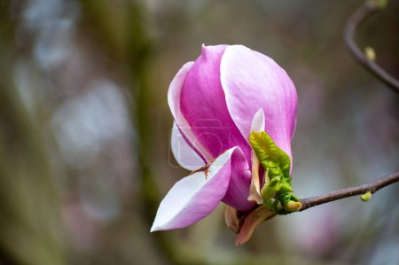 Cielo azul y flor rosa de Magnolia stellata árbol ornamental en primavera