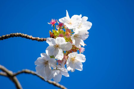 Photo for Spring blossom of sakura white cherry tree in orchard and blue sky, floral nature landscape, green leaves and white flowers - Royalty Free Image