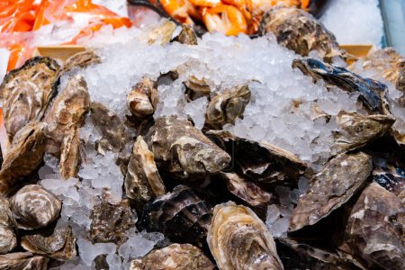 Fresh creuze cancale raw oysters shellfish on ice on market